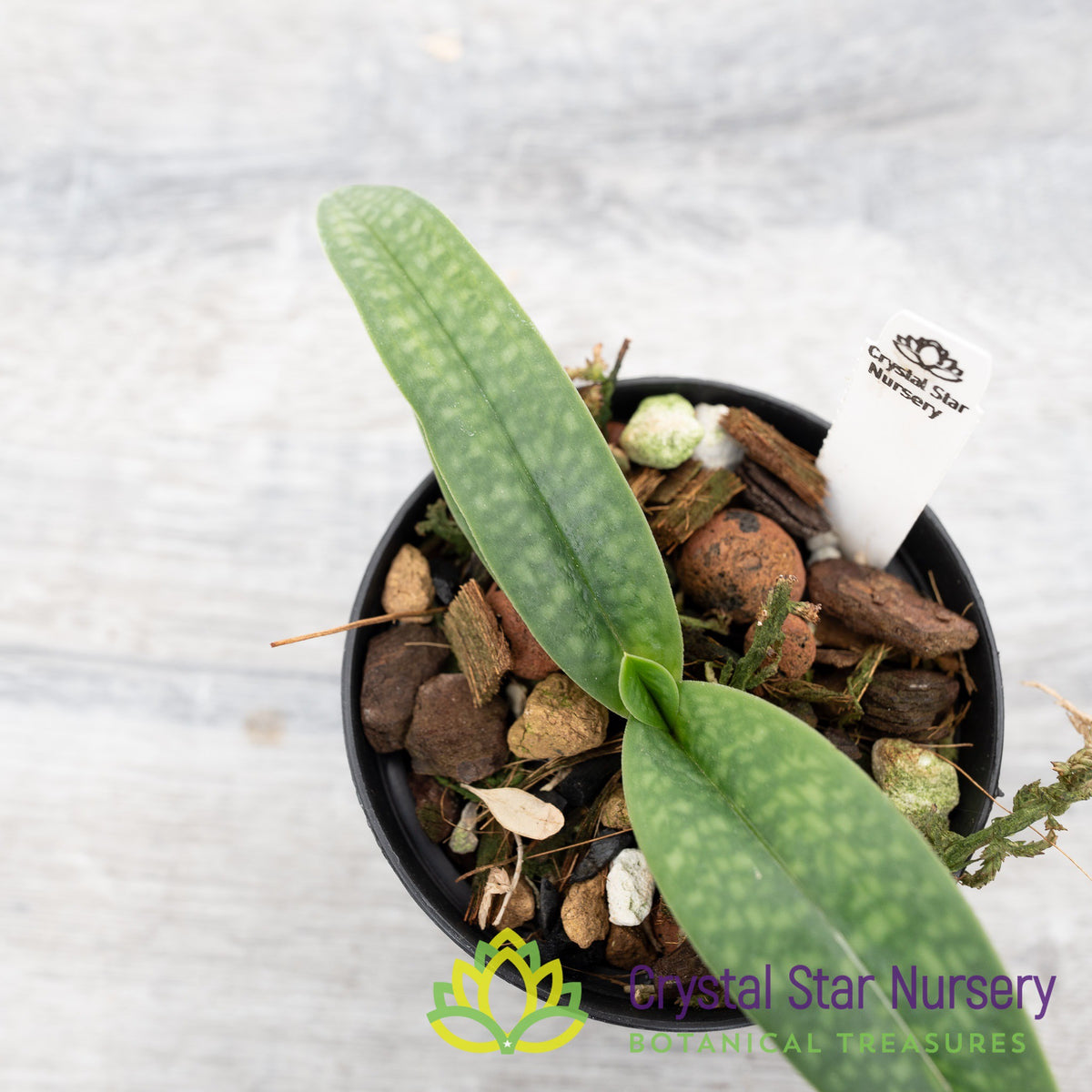 Paphiopedilum Wossner China Moon (1C)