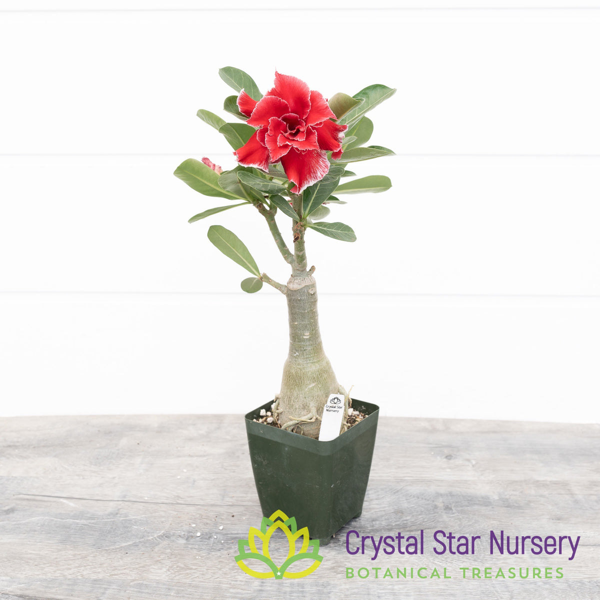 Adenium Flower Dragon