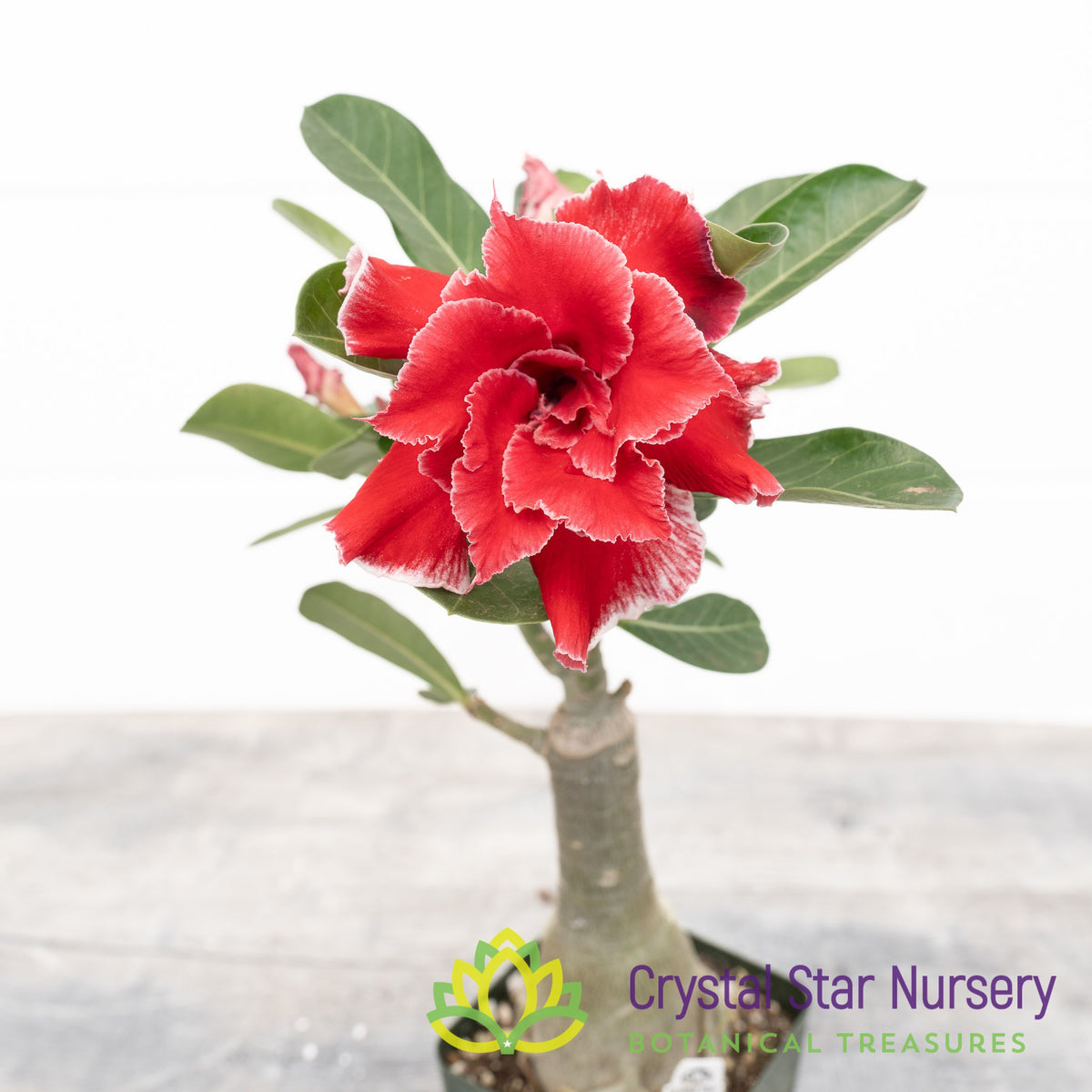 Adenium Flower Dragon