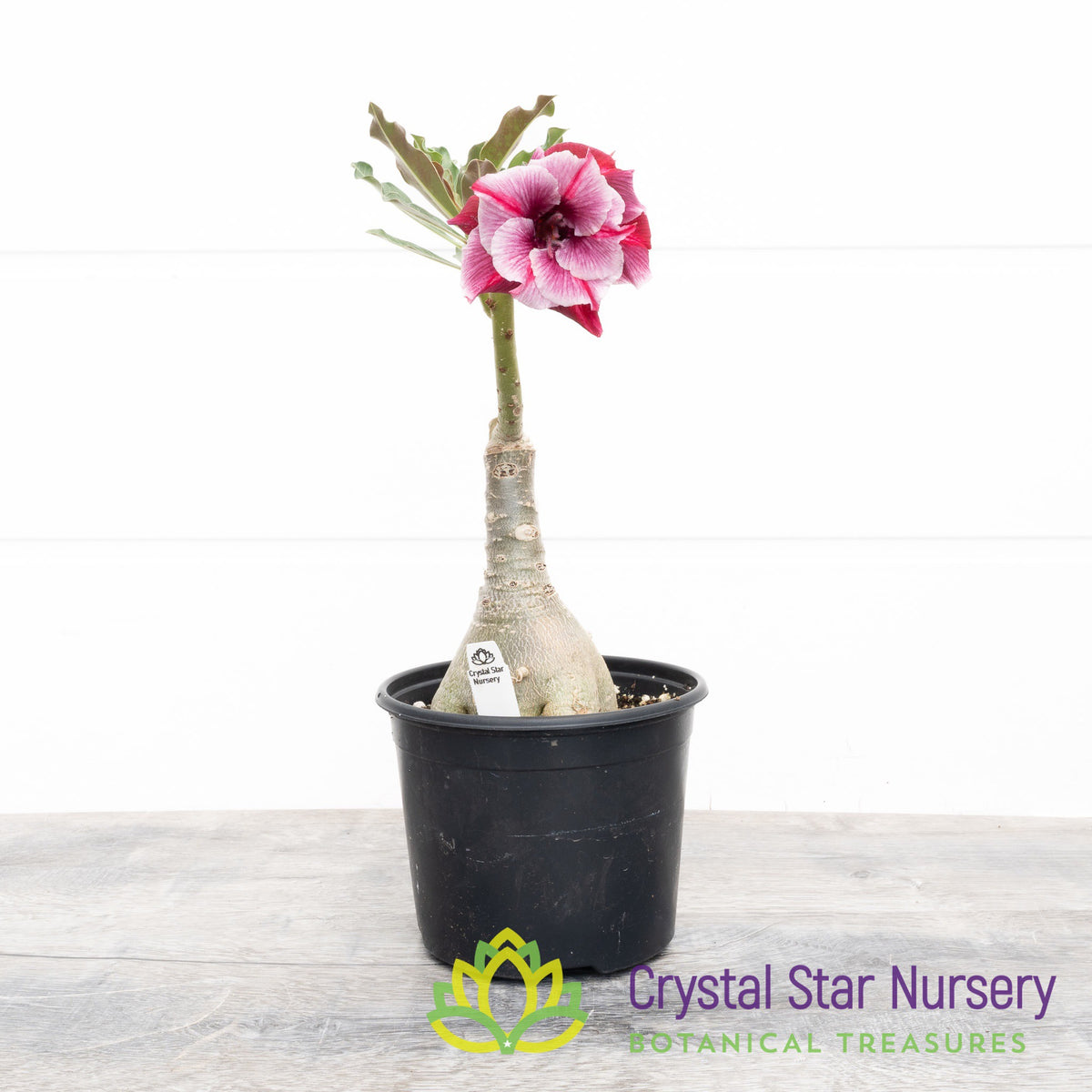 Adenium Kim San Red