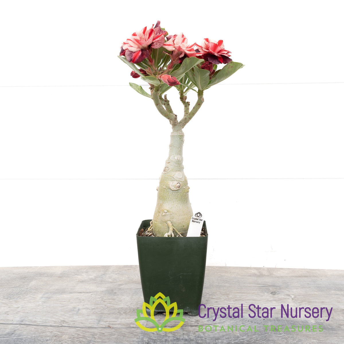 Adenium Ma Han Nop Purple