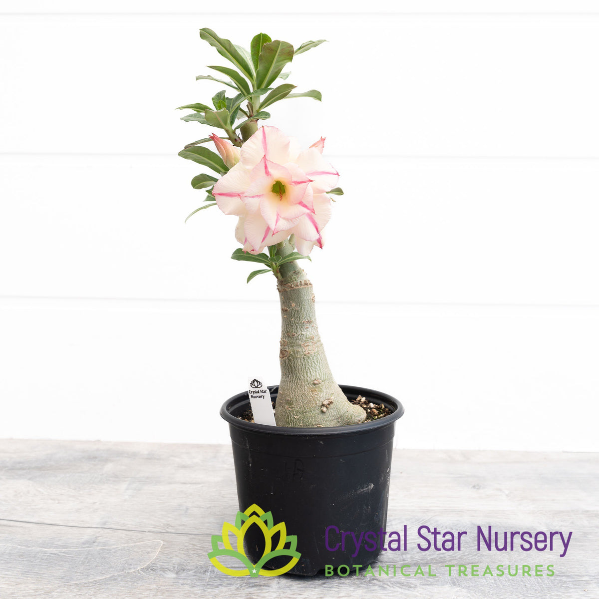 Adenium Narm Pueng