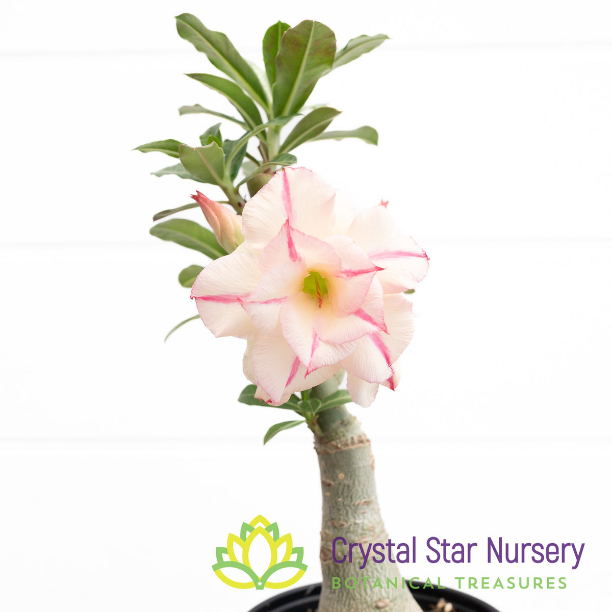 Adenium Narm Pueng