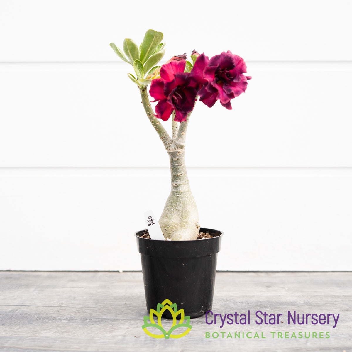 Adenium Obesum Rung Tong Purple