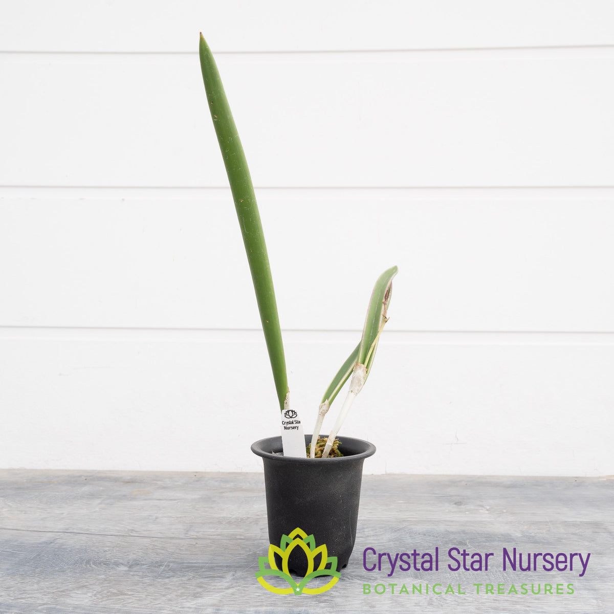 Brassavola Nodosa Variegated (D9)