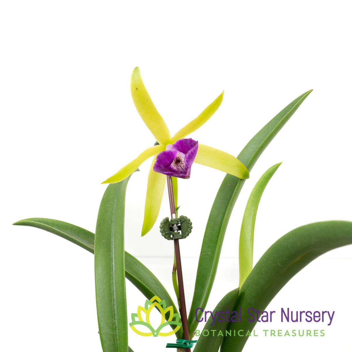 Brassocattleya Gulfshore&#39;s Beauty (M464)