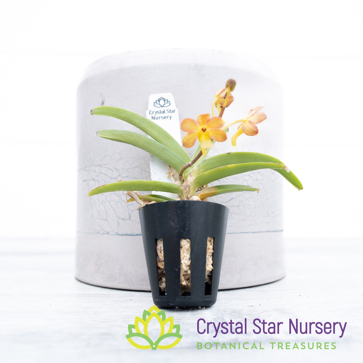 Vanda Mini Seedling (D7)