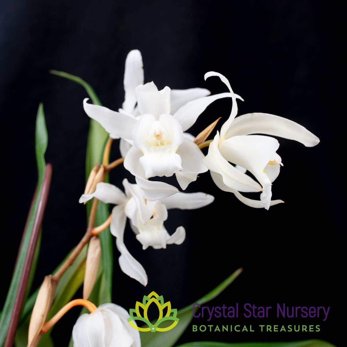 Coelogyne Unchained Melody