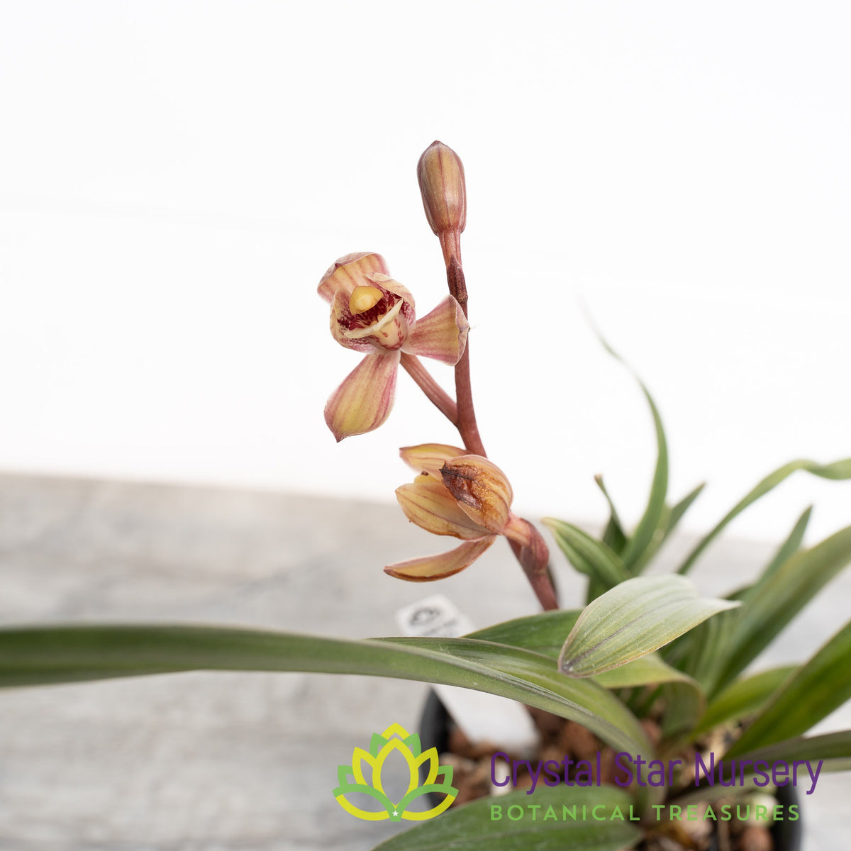 Cymbidium Ensifolium (Red Grass Hybrid)