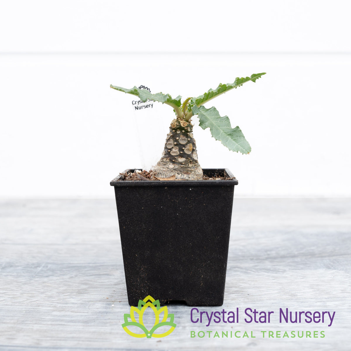 Dorstenia Crispa