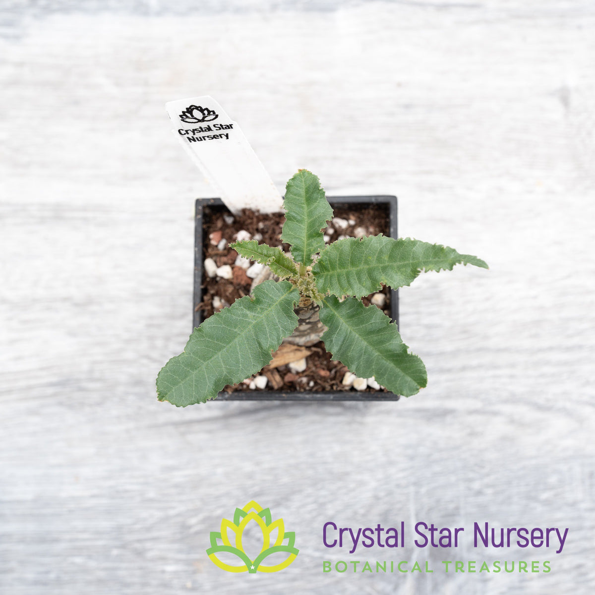 Dorstenia Crispa