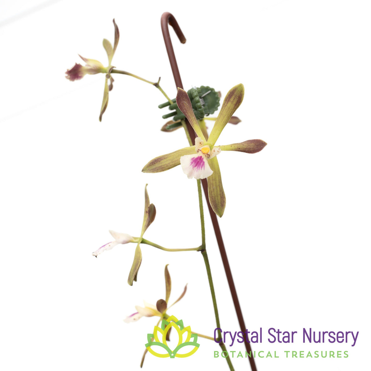 Encyclia Tampensis