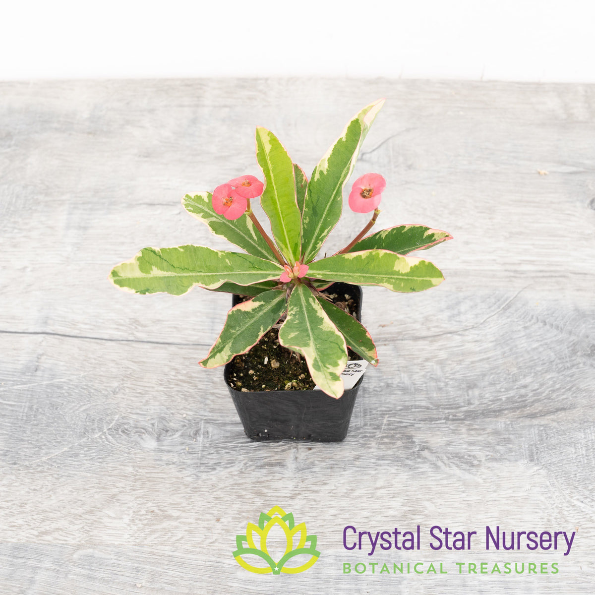 Euphorbia Milii Variegated (Hot Pink Flower) (EMV2)