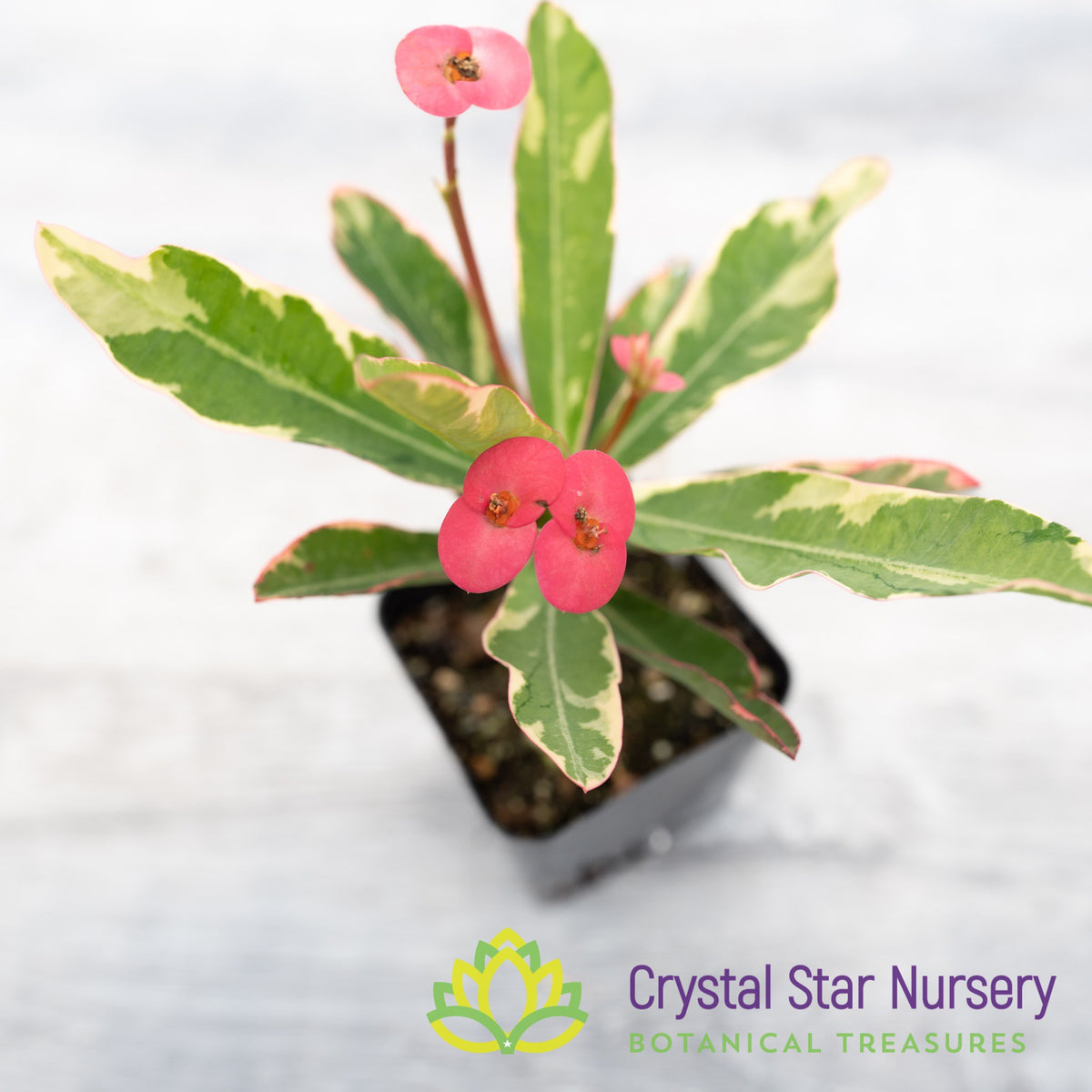 Euphorbia Milii Variegated (Hot Pink Flower) (EMV2)