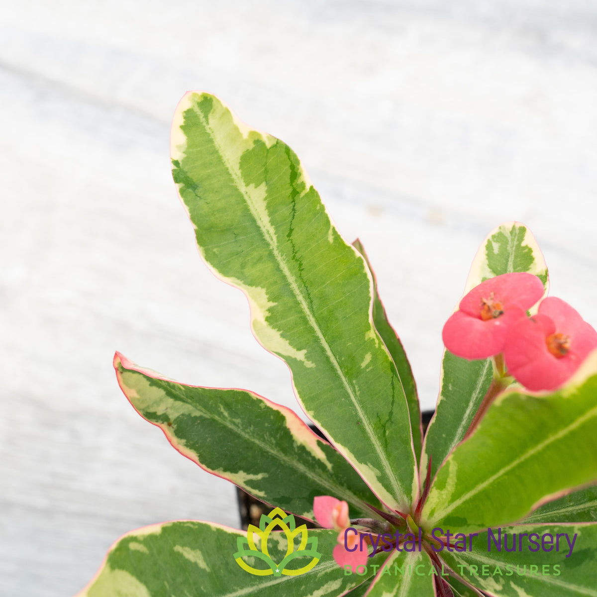 Euphorbia Milii Variegated (Hot Pink Flower) (EMV2)