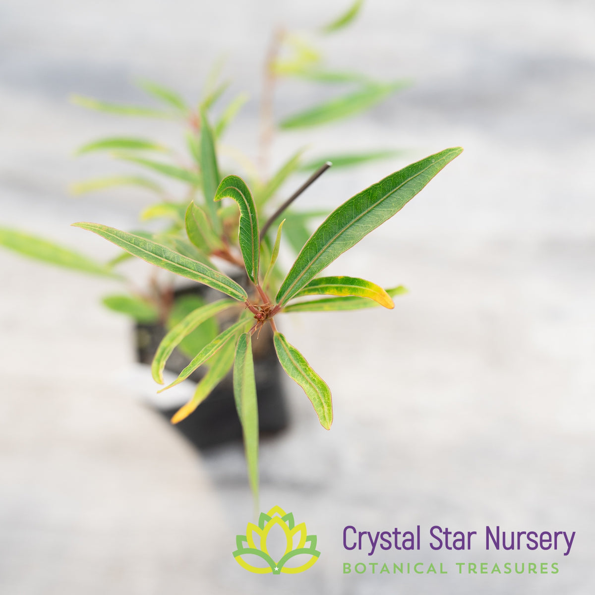 Ficus Nerifolia (Narrow Leaf) Pre-Bonsai