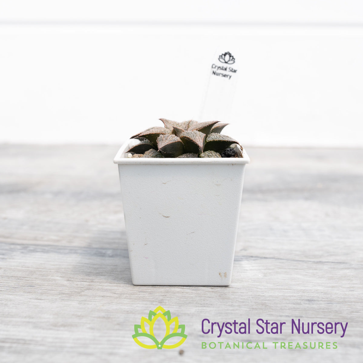 Haworthia Comptoniana &#39;Love Lady&#39; (LS075)