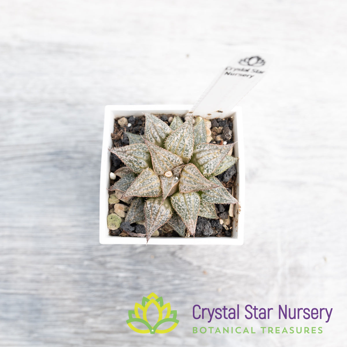 Haworthia Comptoniana &#39;Love Lady&#39; (LS075)