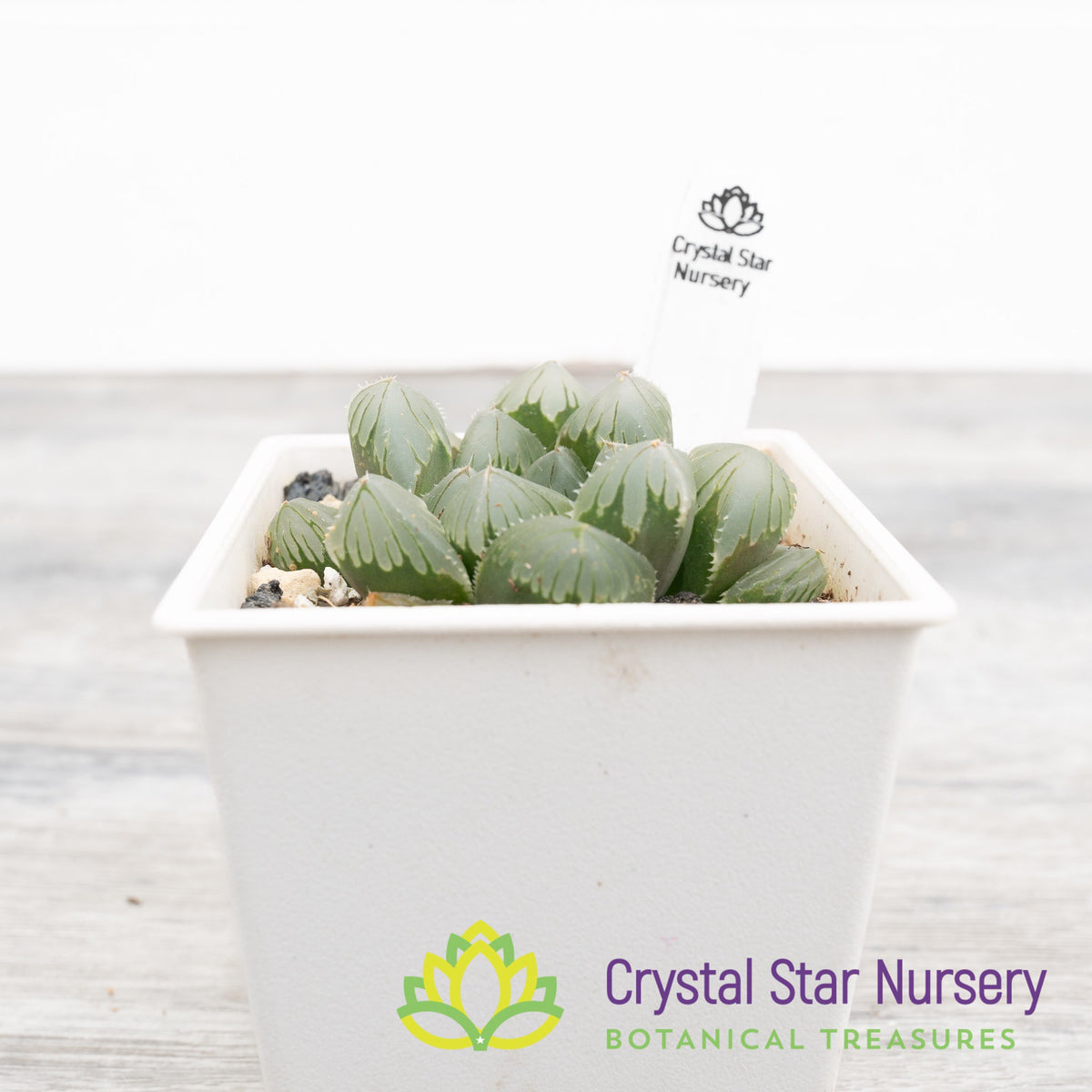 Haworthia Cooperi ‘Emperor’ (LS067)