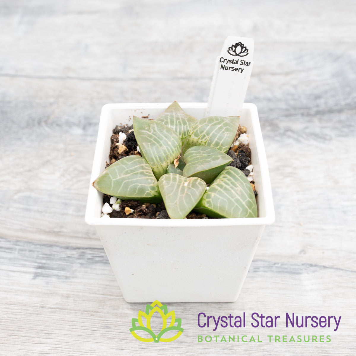 Haworthia Correcta (LS037)