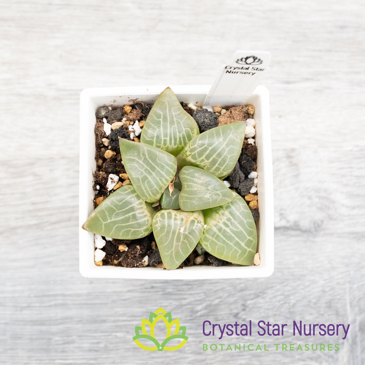 Haworthia Correcta (LS037)