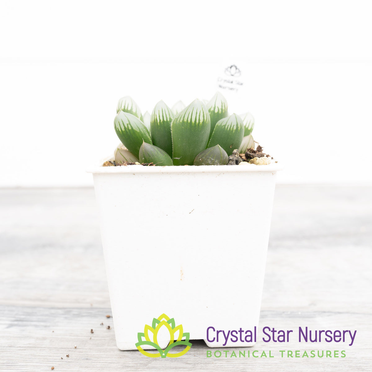 Haworthia Obtusa &#39;Black Grape&#39; (ST003)