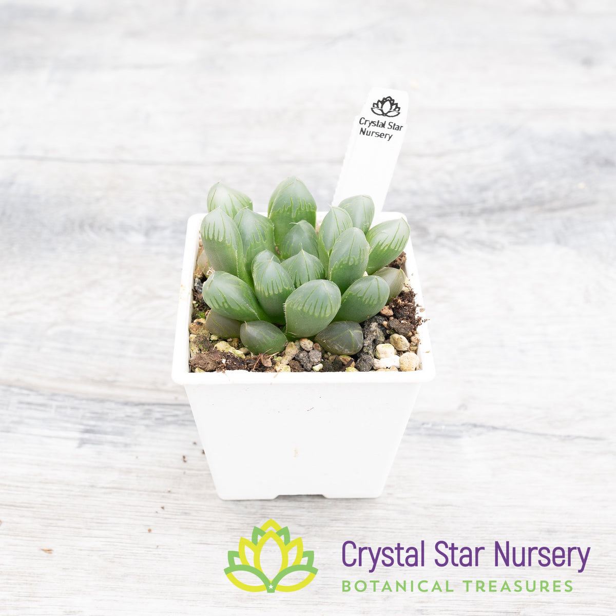 Haworthia Obtusa &#39;Black Grape&#39; (ST003)