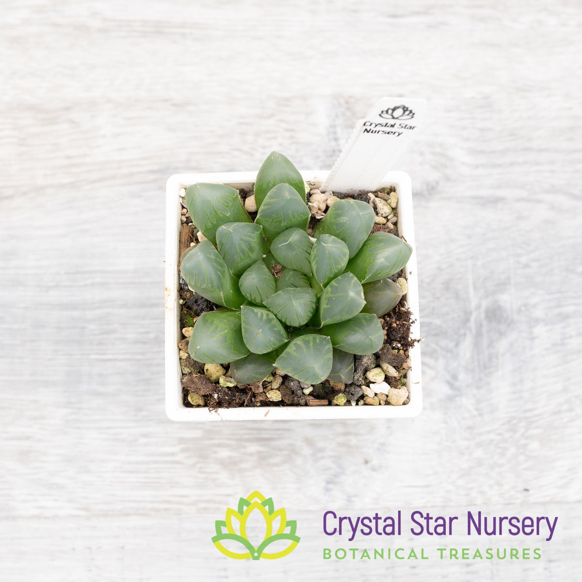 Haworthia Obtusa &#39;Black Grape&#39; (ST003)