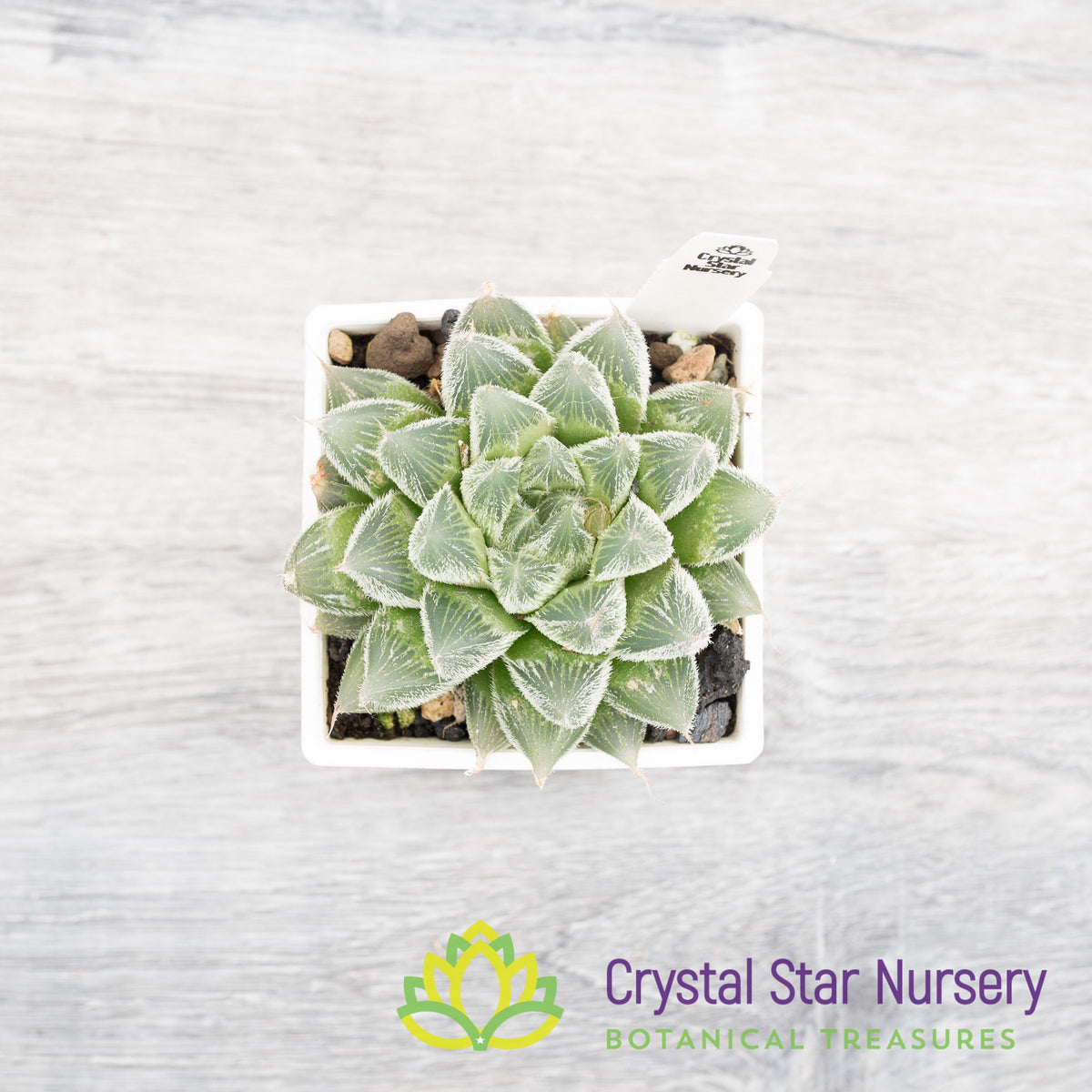 Haworthia Venusta Hybrid (LS012/LS013)