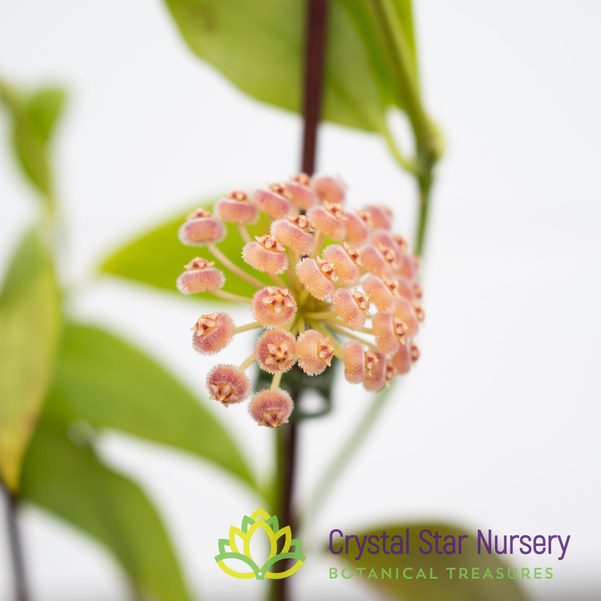 Hoya rosarioae