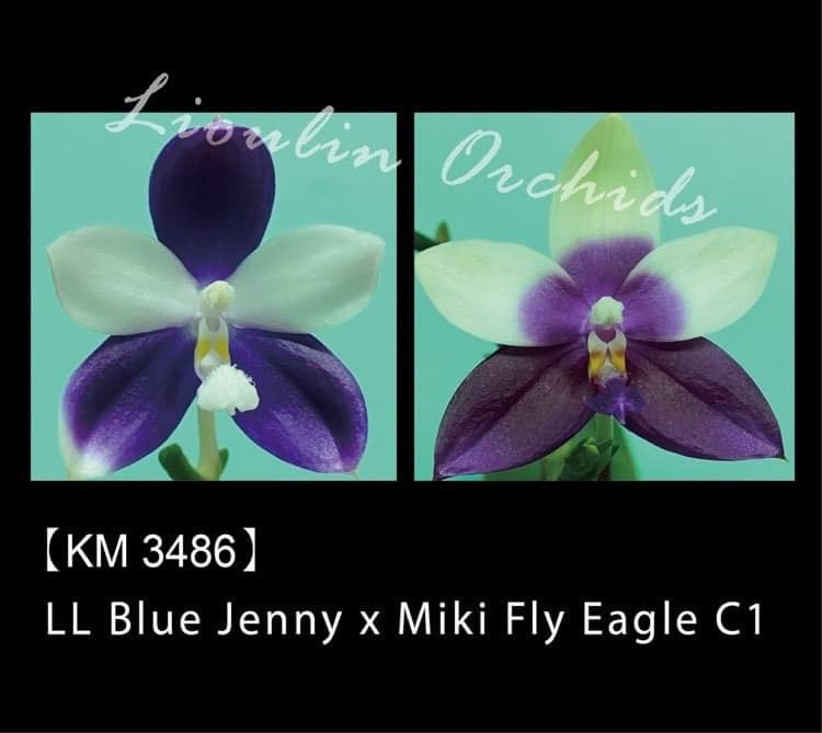 Phalaenopsis LL Blue Jenny x Miki Fly Eagle C1 (3486)