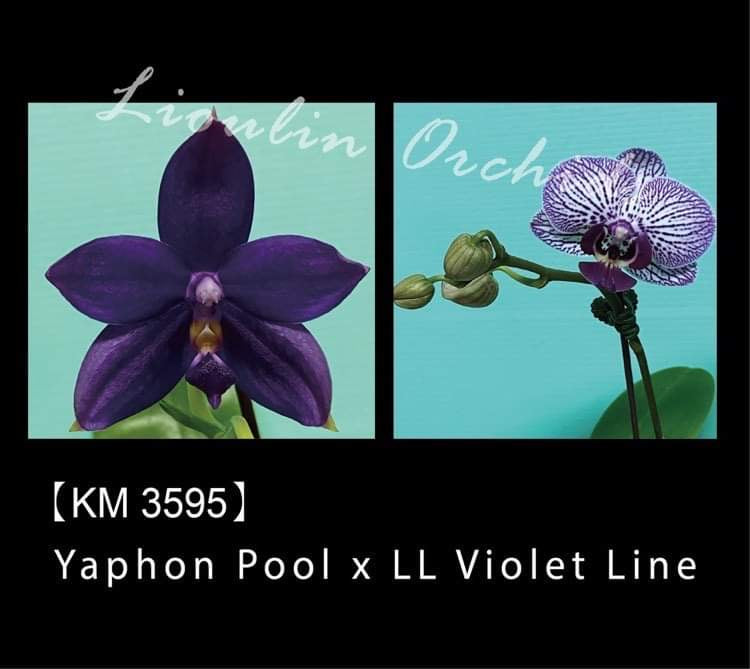 Phalaenopsis Yaphon Pool x LL Violet Line (3595)