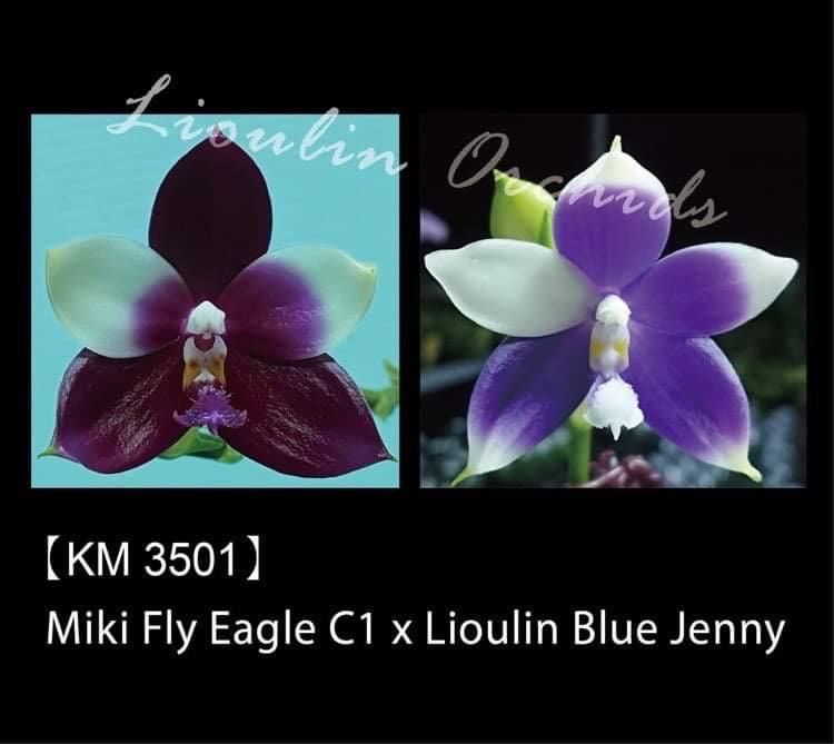 Phalaenopsis Miki fly Eagle C1 x Lioulin Blue Jenny (3501)