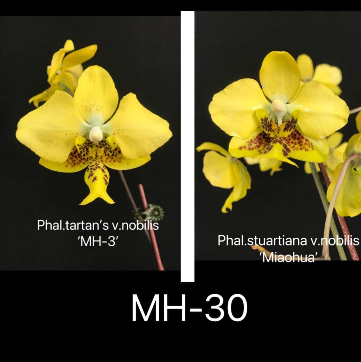 Phalaenopsis Stuartiana var Nobilis (30)