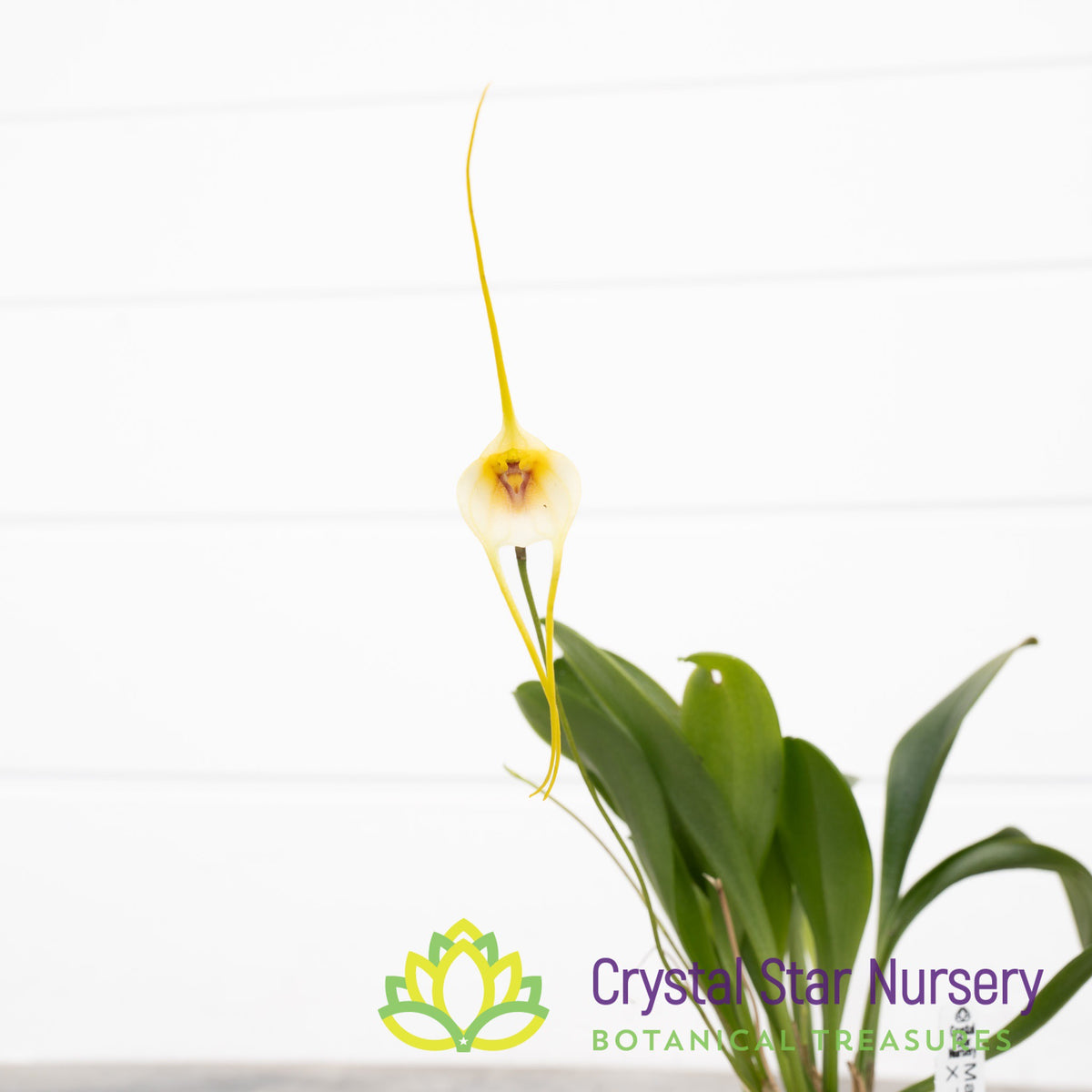 Masdevallia Impostor X Tonduzii