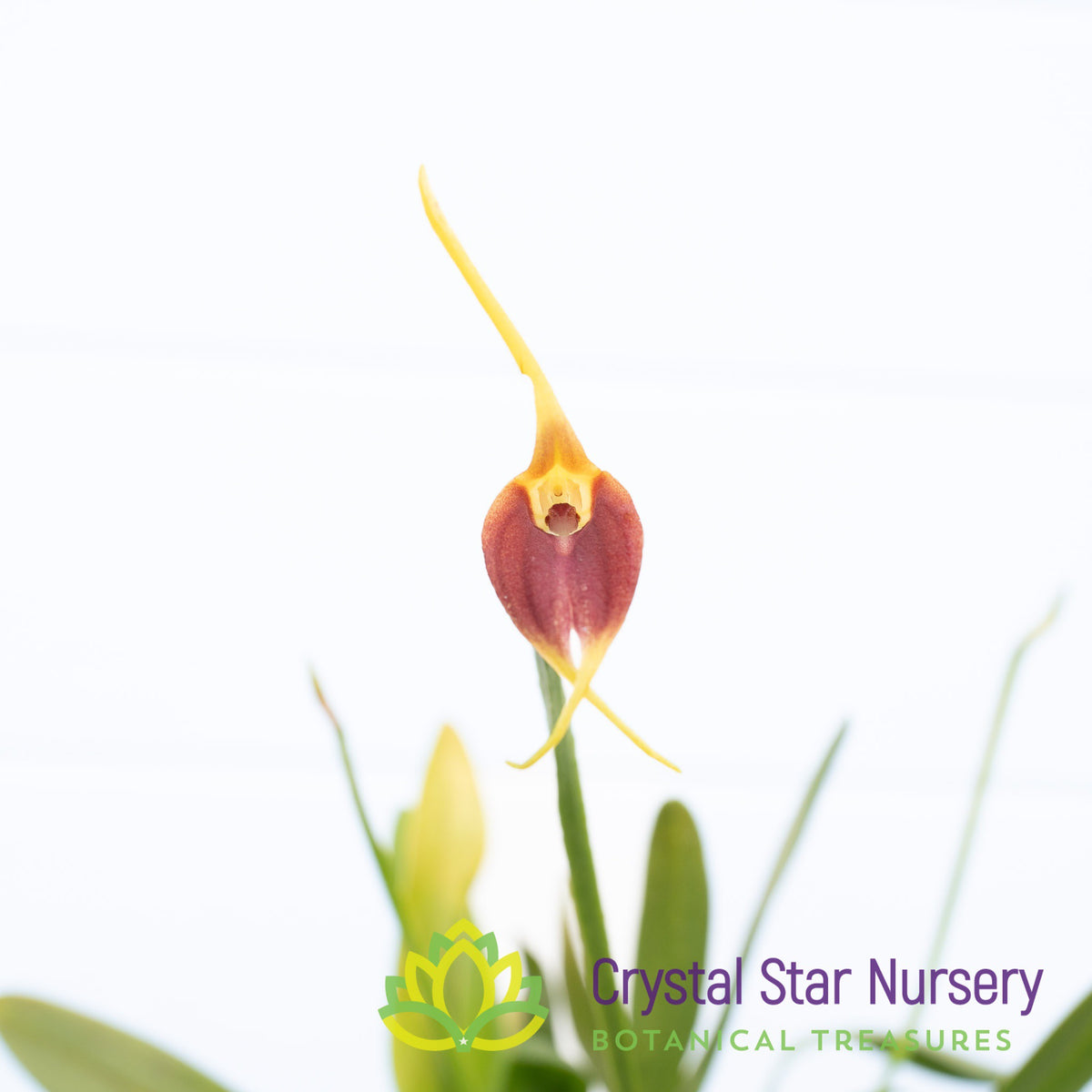 Masdevallia Weberbaueri x Impostor