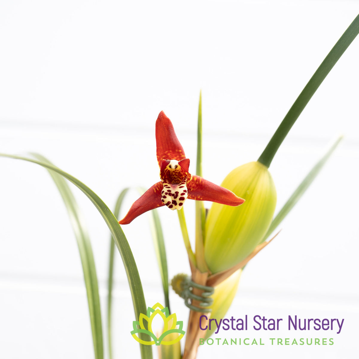 Maxillaria Tenuifolia Variegated