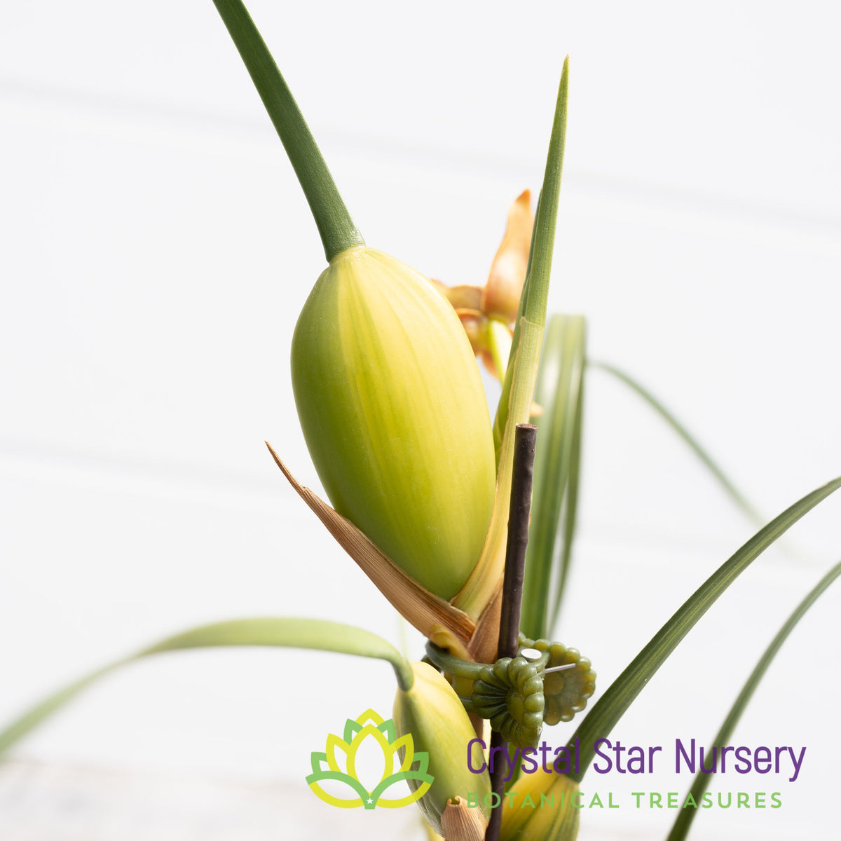 Maxillaria Tenuifolia Variegated