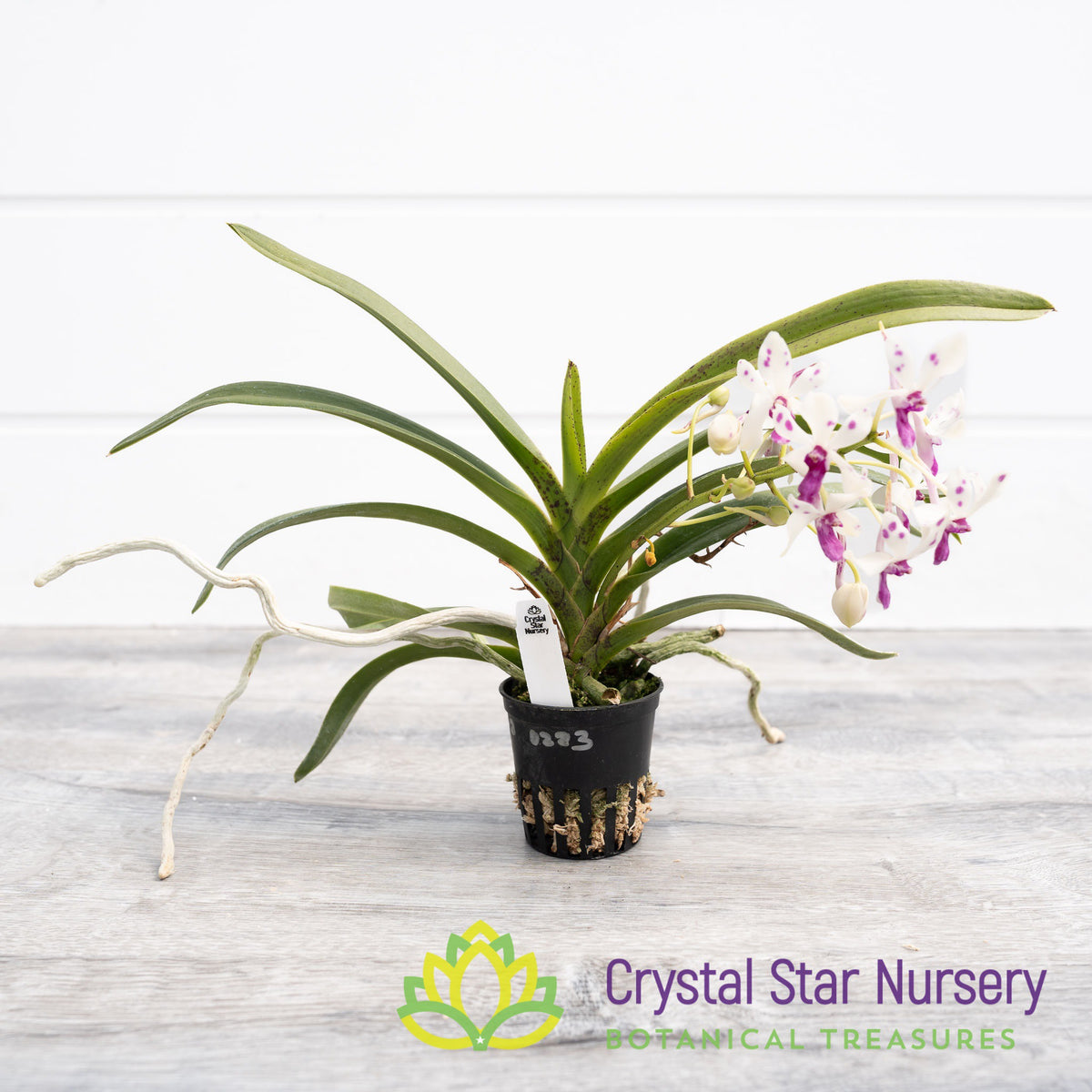 Neostylis Pinky &#39;New Star&#39; (CHV-2)