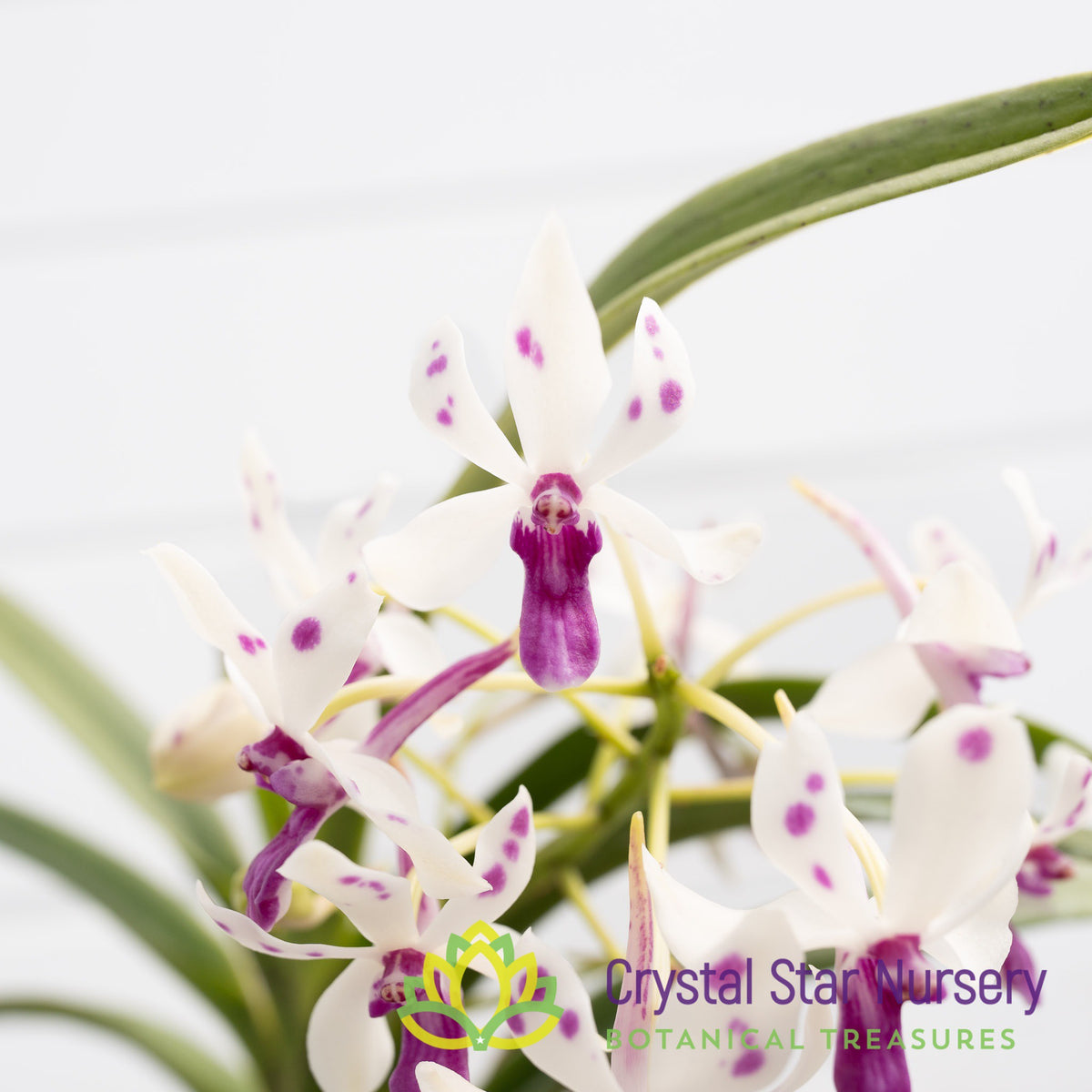 Neostylis Pinky &#39;New Star&#39; (CHV-2)