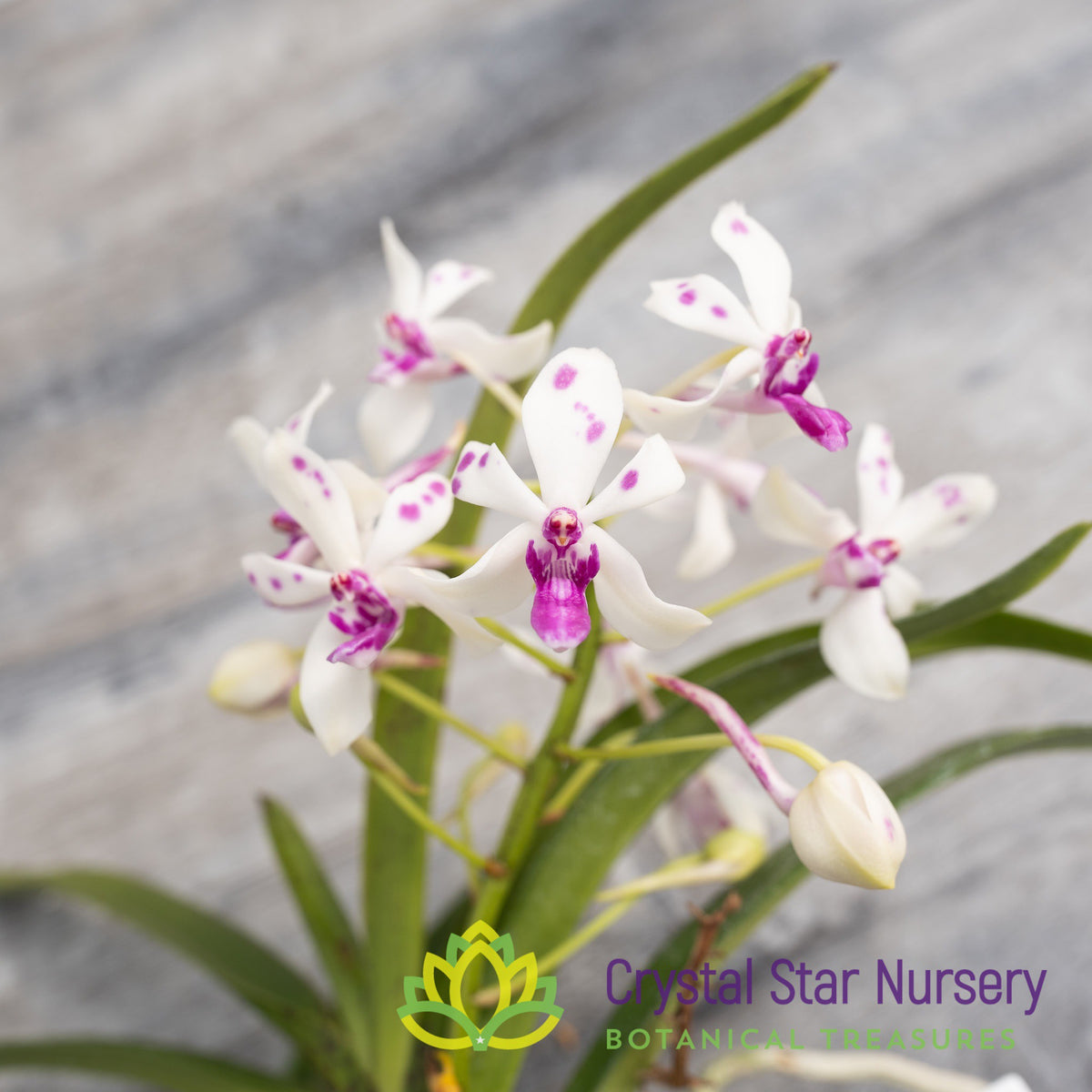 Neostylis Pinky &#39;New Star&#39; (CHV-2)