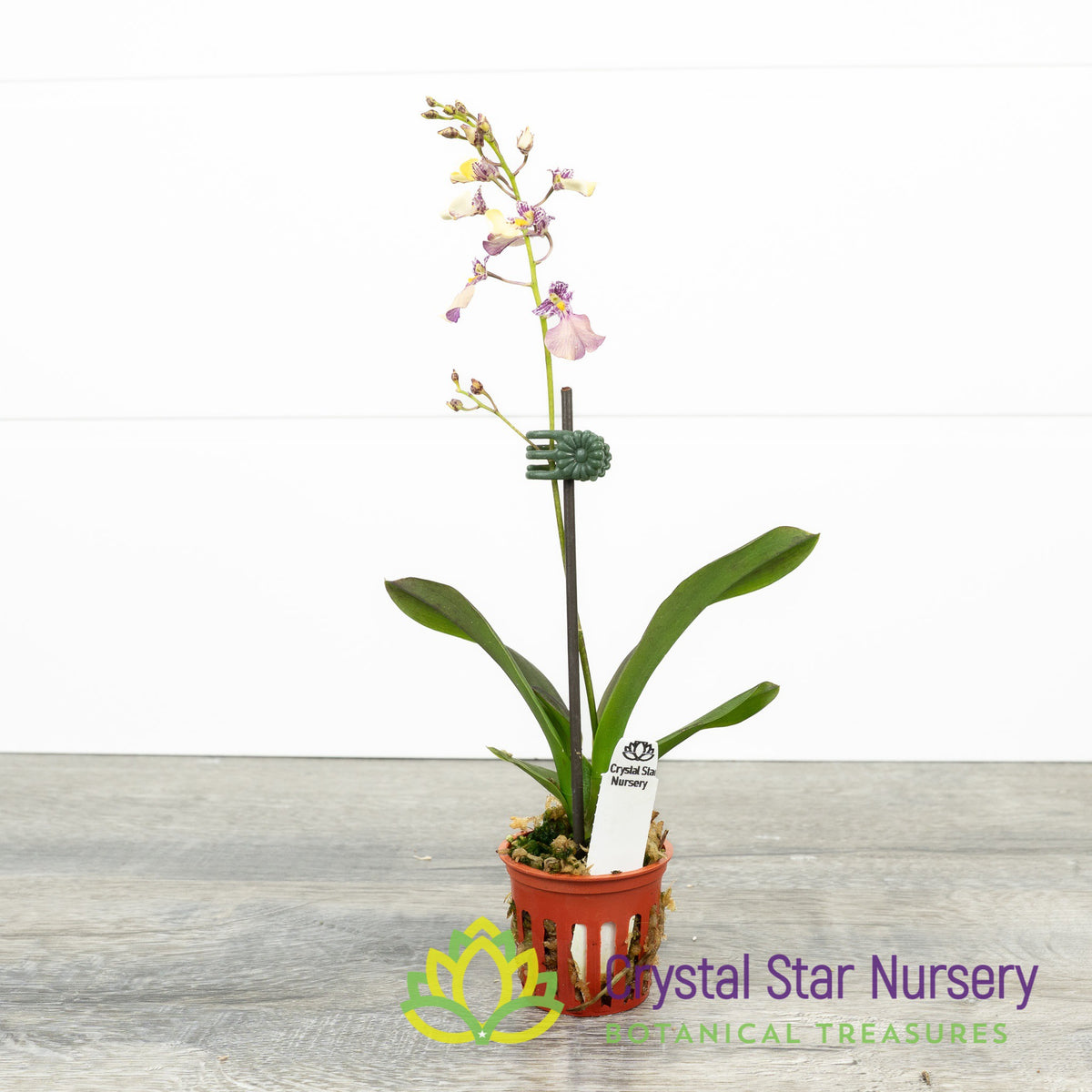 Oncidium Popcorn Haruri