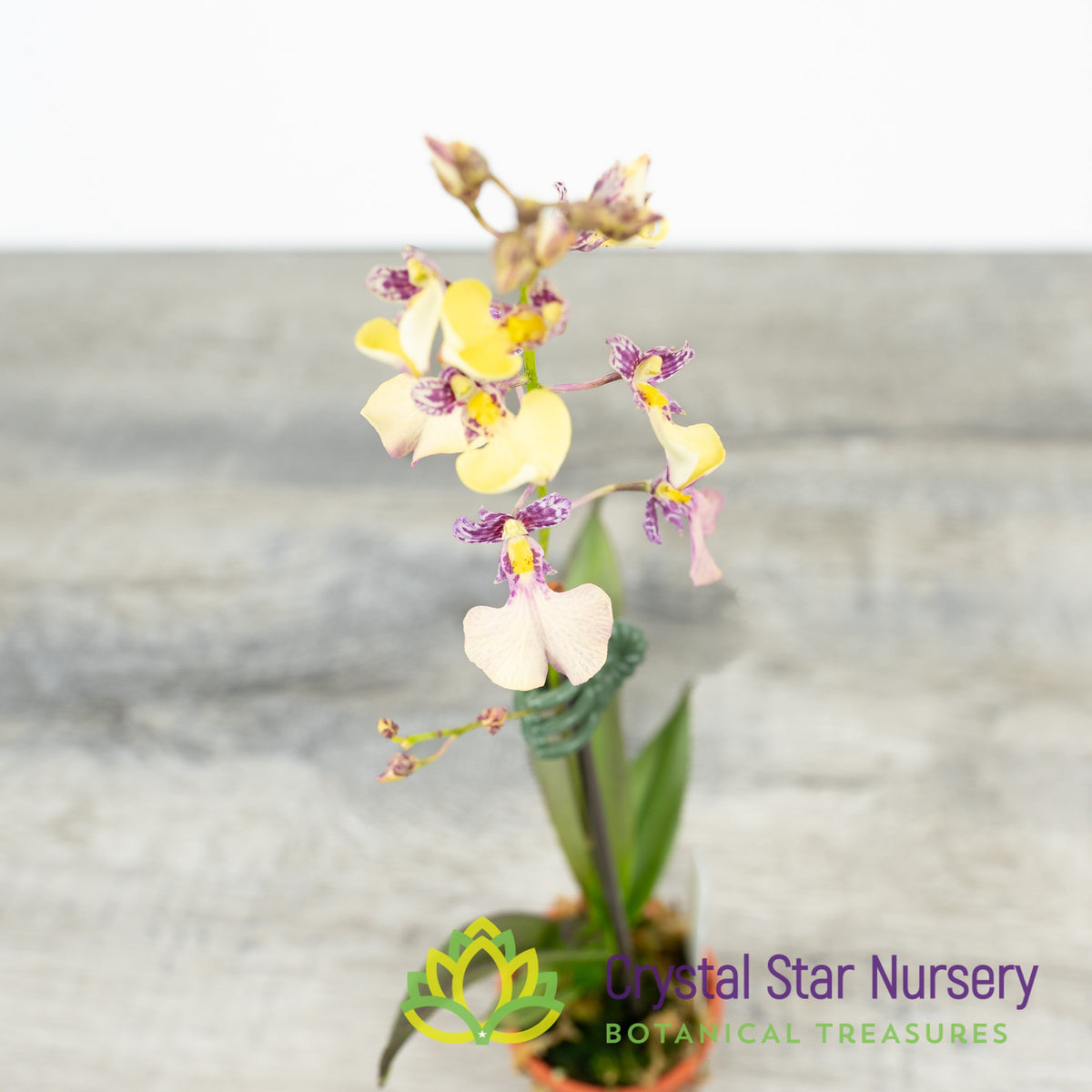 Oncidium Popcorn Haruri