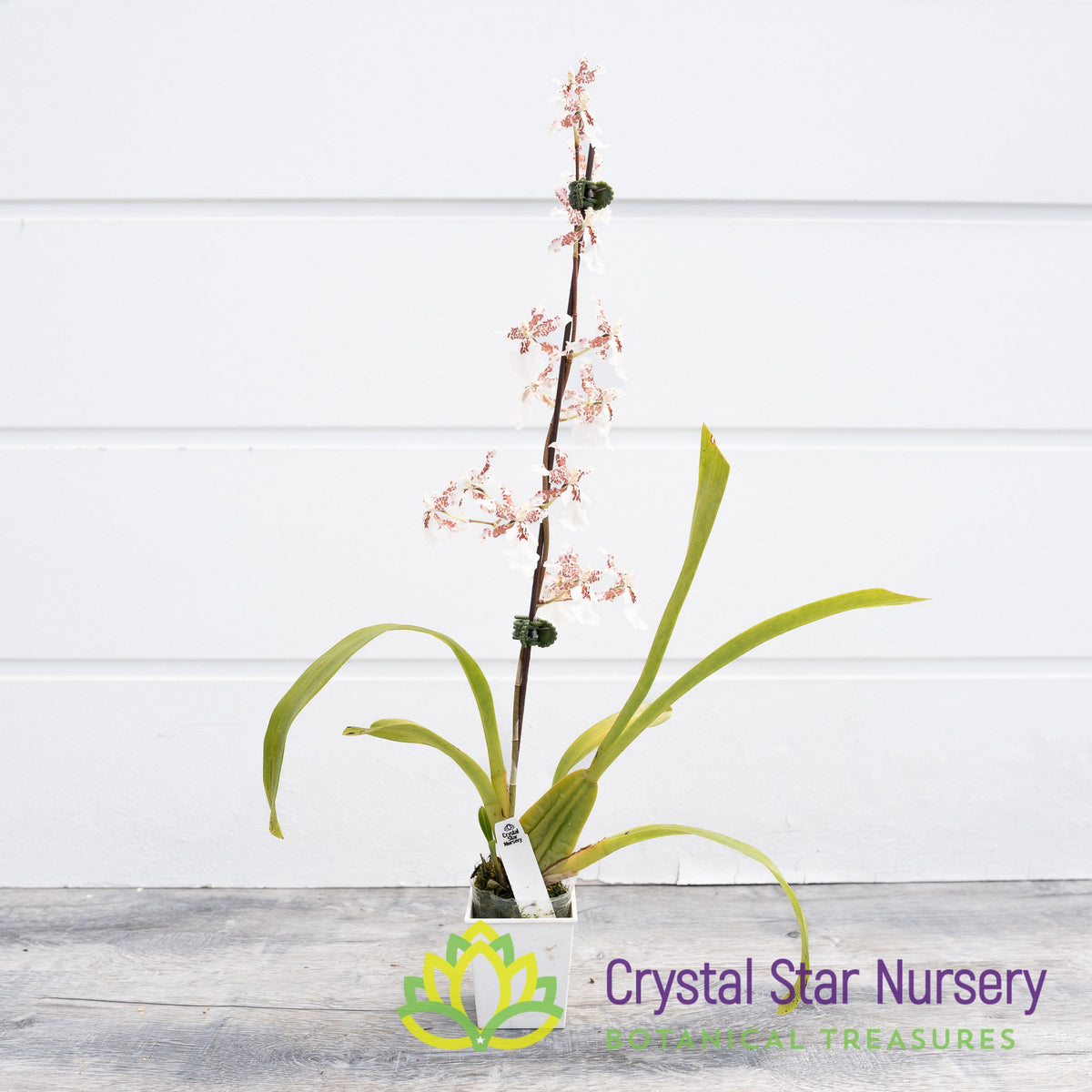 Oncidium Speckle Spire ‘Snowflake’ (H969)