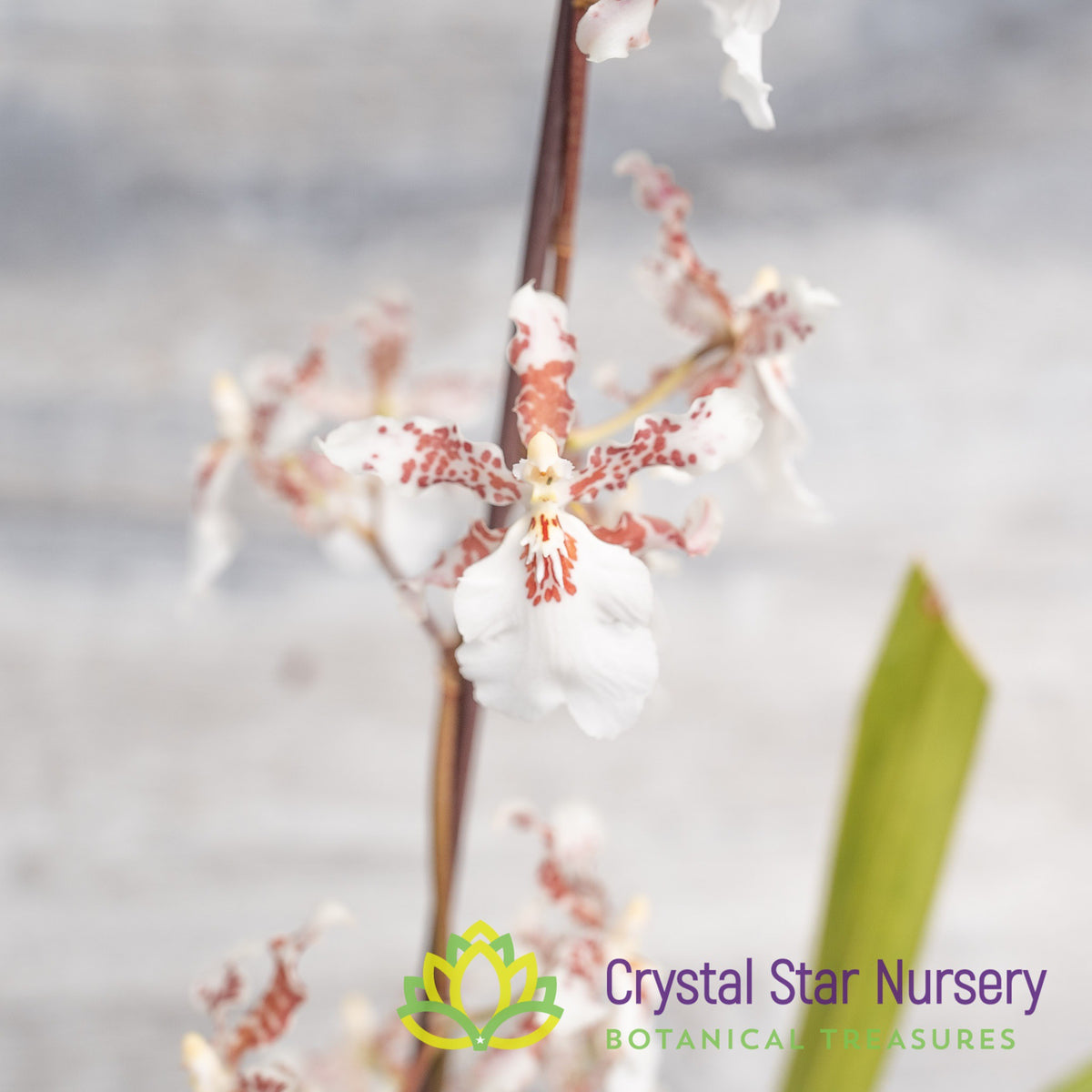 Oncidium Speckle Spire ‘Snowflake’ (H969)