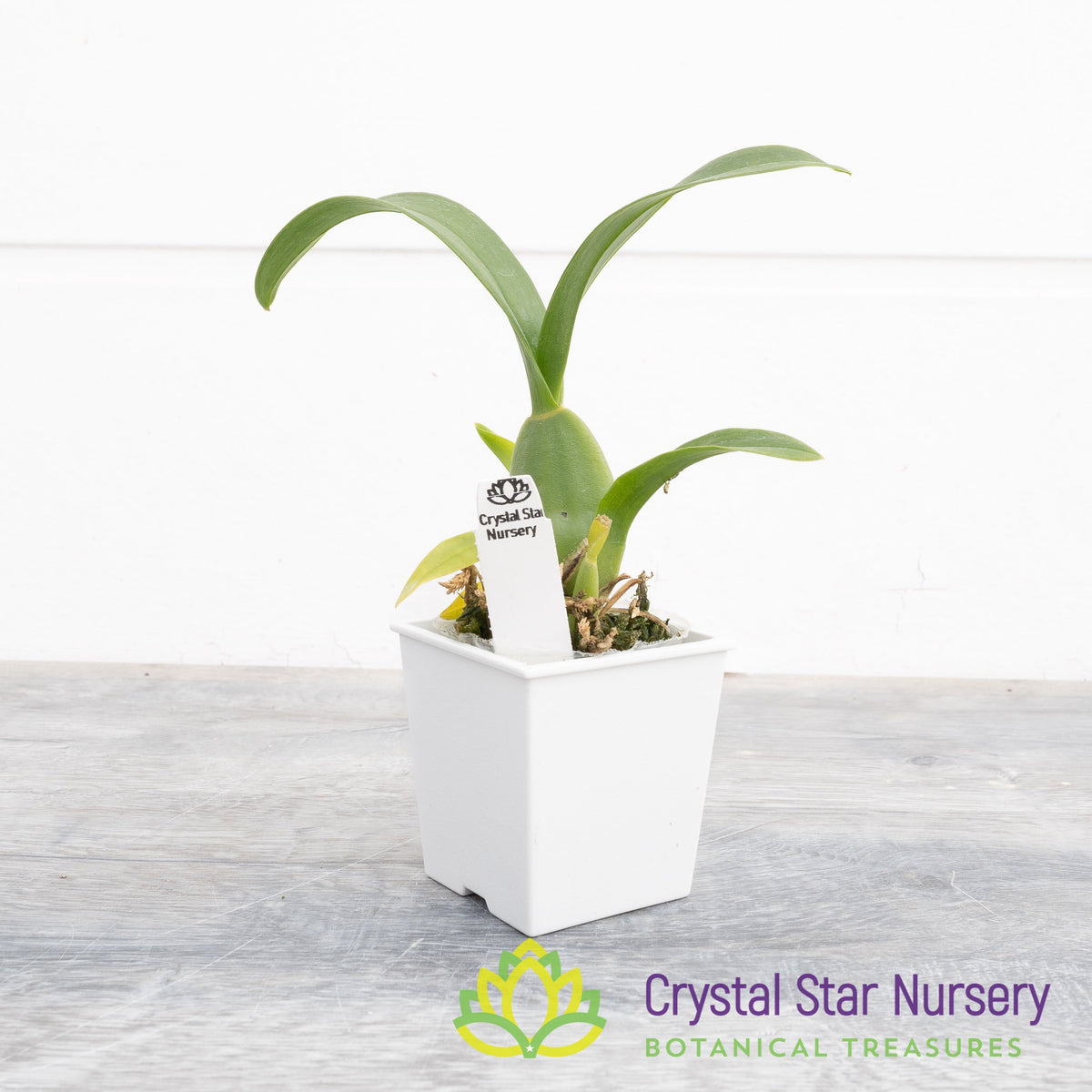 Oncidium Sweet Sugar &#39;CT&#39; (011)