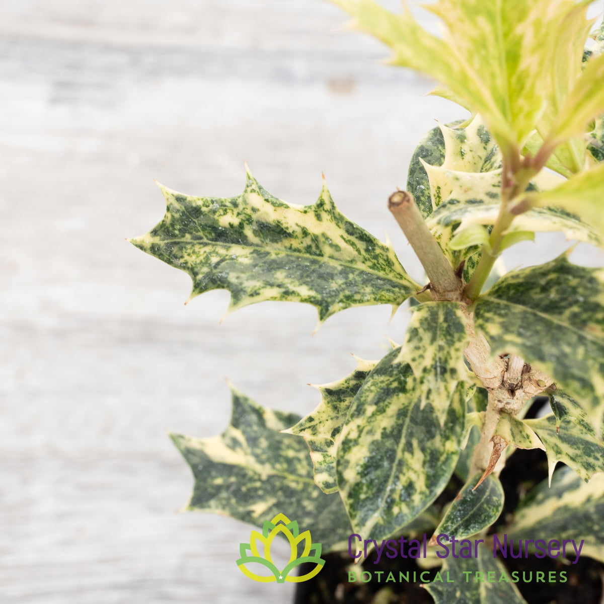 Osmanthus Heterophyllus &#39;Tricolor&#39; Pre Bonsai