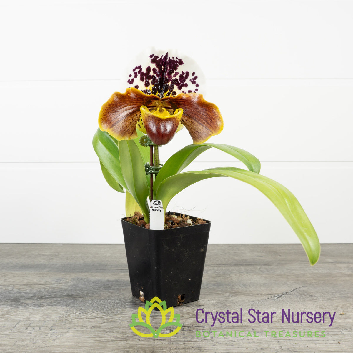 Paphiopedilum Big Thunder x Majestic World (17JS105)