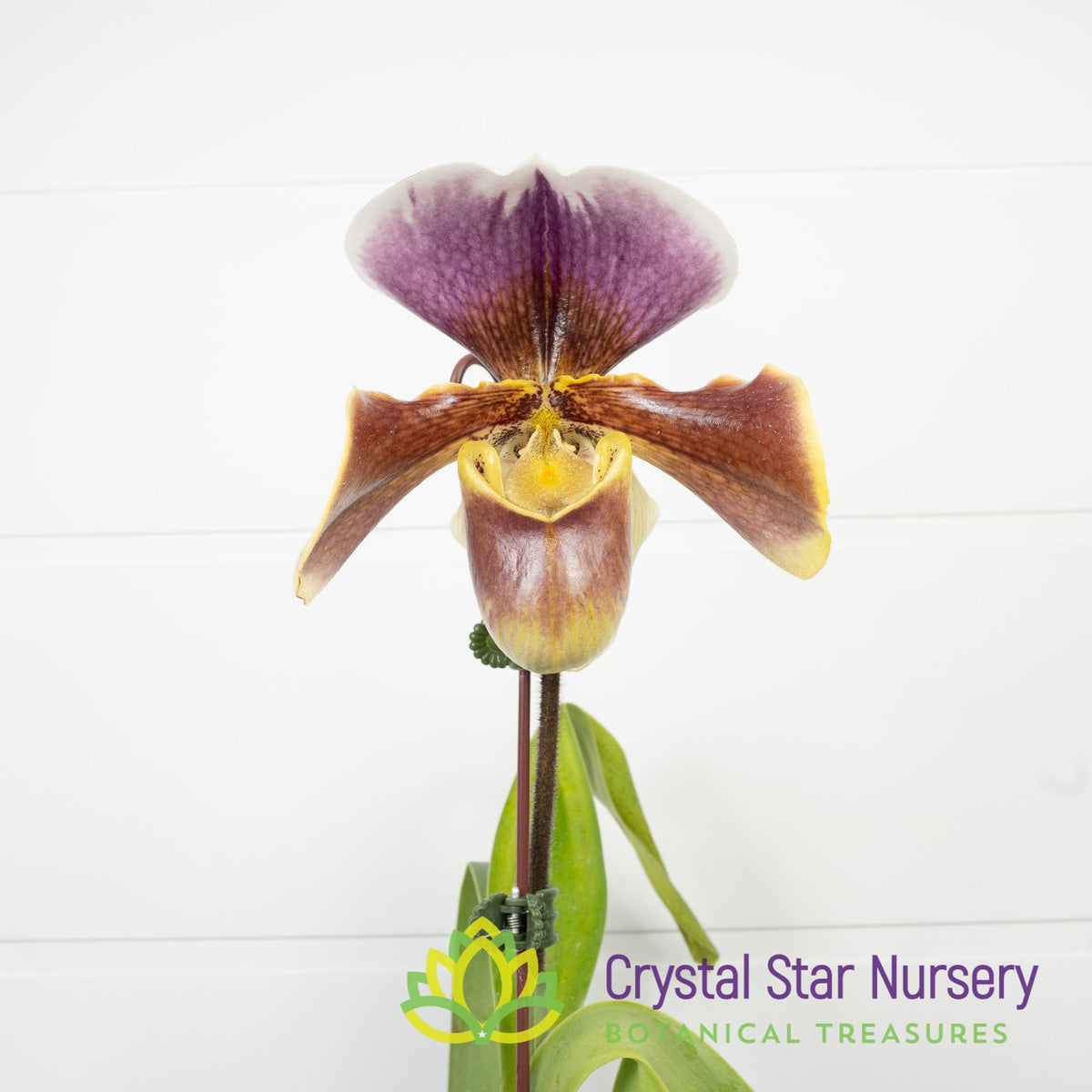 Paphiopedilum Cocoa Chilwin x Yi-Ying Colorful Clouds (13R232)