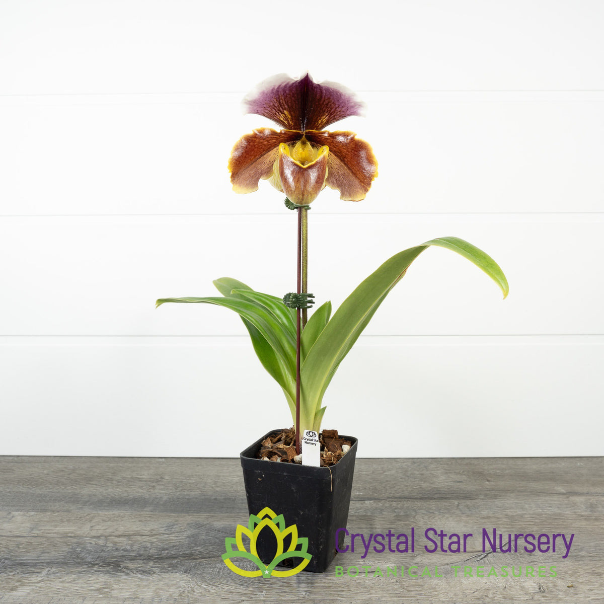 Paphiopedilum Cocoa Crown Circle (13R123)